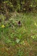 Orchis-purpurea-27-04-2010-7319