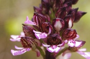 Orchis-purpurea-27-04-2010-7325