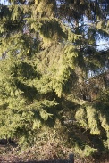 Picea-excelsa-07-03-2010-6056