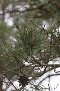 Pinus-sylvestris-07-04-2010-6567