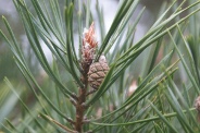 Pinus-sylvestris-07-04-2010-6575