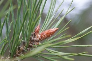 Pinus-sylvestris-07-04-2010-6576