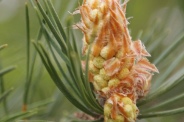 Pinus-sylvestris-11-05-2010-8026