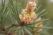 Pinus-sylvestris-11-05-2010-8027