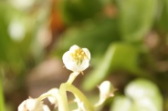 Pyrola-rotundifolia-22-05-2010-8462
