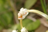 Pyrola-rotundifolia-22-05-2010-8465