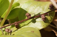 Pyrola-rotundifolia-24-04-2010-7280