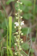 Pyrola-rotundifolia-29-06-2010-0994
