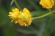 Ranunculus-auricomus-27-04-2010-7344