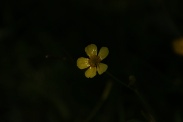 Ranunculus-flammula-02-06-2011-9368
