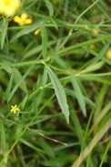 Ranunculus-flammula-09-07-2009-9151