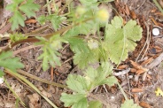 Ranunculus-tuberosus-03-05-2009-1739
