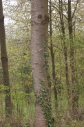 Prunus-avium-11-04-2012-5859