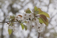 Prunus-avium-11-04-2012-5866