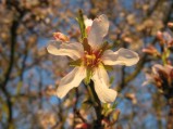 Prunus-dulcis-31-03-2009-5005