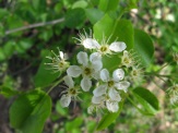 Prunus-mahaleb-24-04-2009-5299