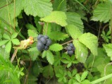 Rubus-caesius-fruits-09-07-2008
