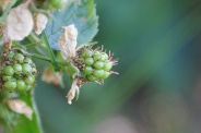 Rubus-nemorosus-08-07-2010-2563