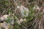 Salix-repens-02-06-2012-6670