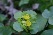 Chrysosplenium-alternifolium-23-03-2011-6179