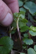 Chrysosplenium-alternifolium-23-03-2011-6182