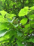 Paulownia-tomentosa-fruits1