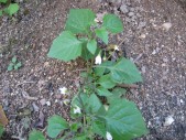 Solanum-nigrum-13-09-2008-052