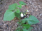 Solanum-nigrum-13-09-2008-055
