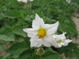 Solanum-tuberosum1-7