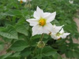 Solanum-tuberosum1-8