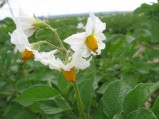 Solanum-tuberosum1-9