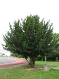 Taxus-baccata-04-09-2008-025