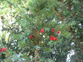 Taxus-baccata-13-09-2008-049